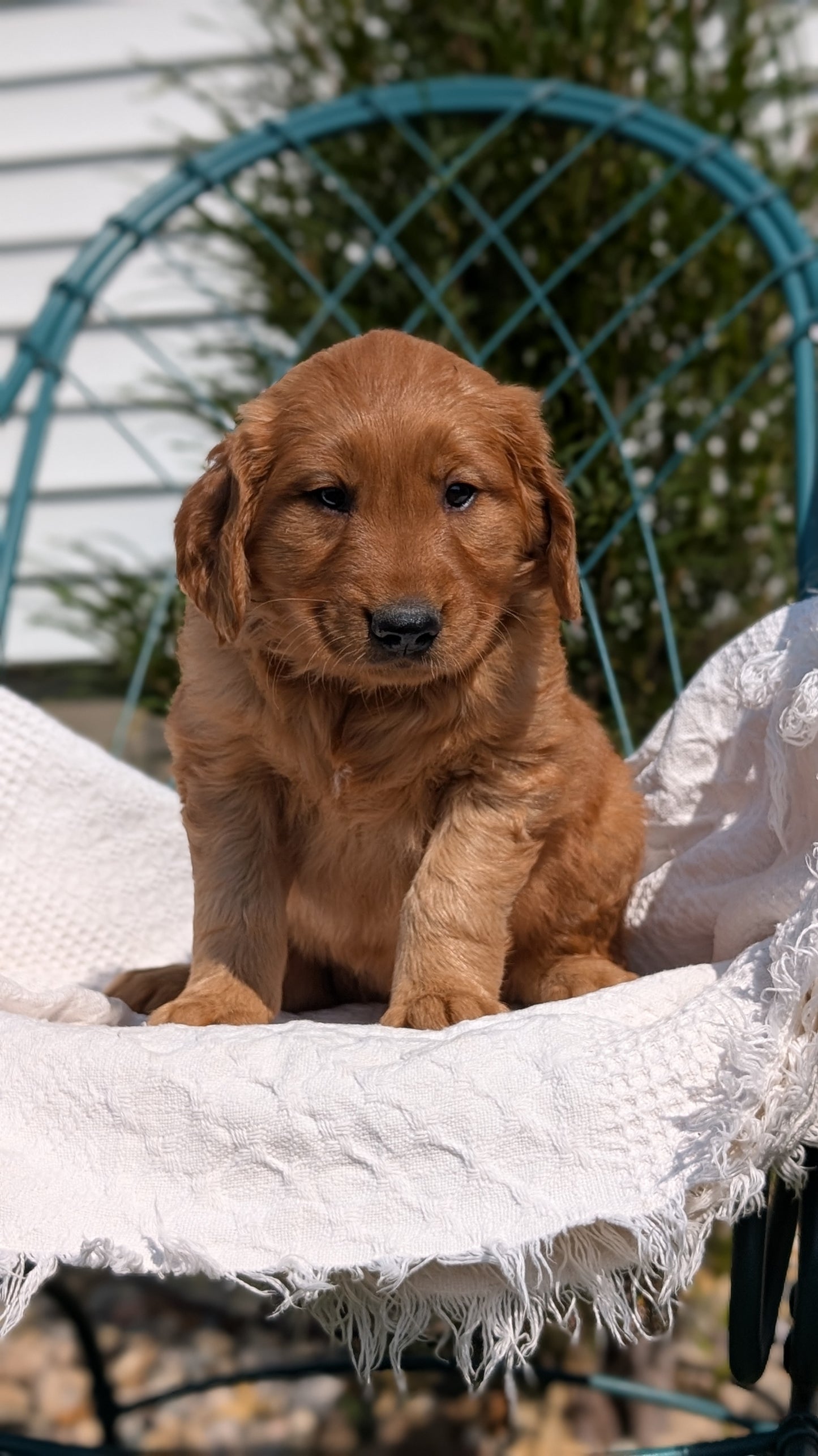 GOLDEN RETRIEVER (07/24) MALE