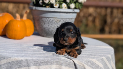 MINI DACHSHUND (09/01) MALE