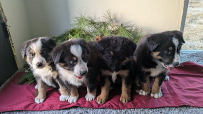 GOLDEN BERNESE (10/28) MALE