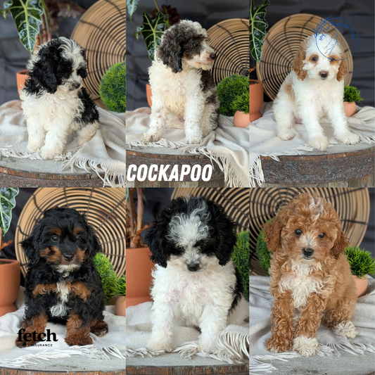 COCKAPOO (MAY 22) MALES