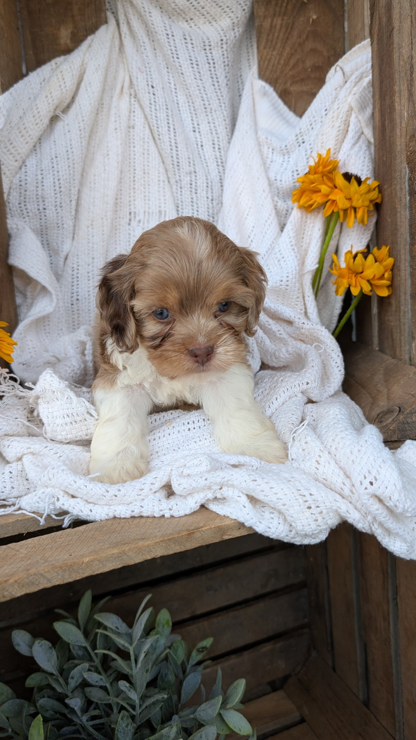 COCKAPOO (06/02) MALE