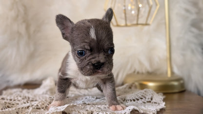 FRENCH BULLDOG (FEB 14) FEMALE