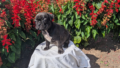 FRENCHTON (06/25) FEMALE