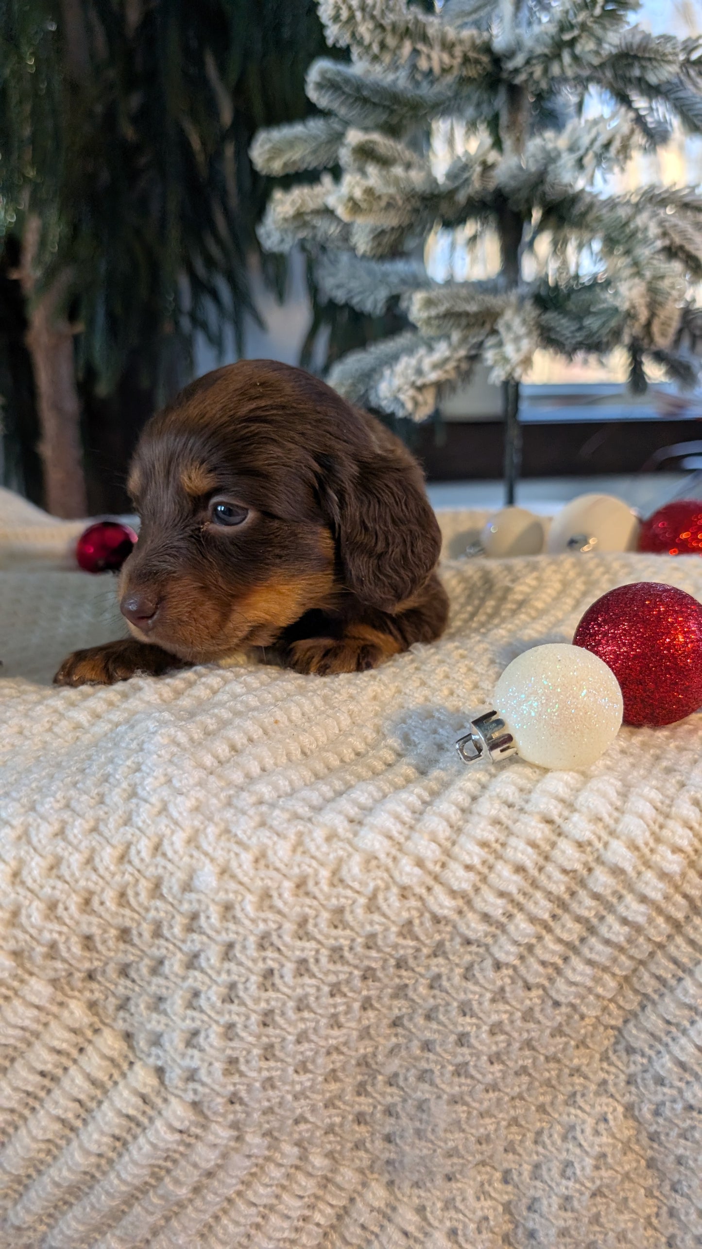 MINI DACHSHUND (NOV 16) FEMALES