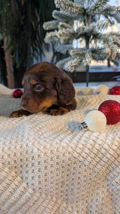 MINI DACHSHUND (NOV 16) FEMALES