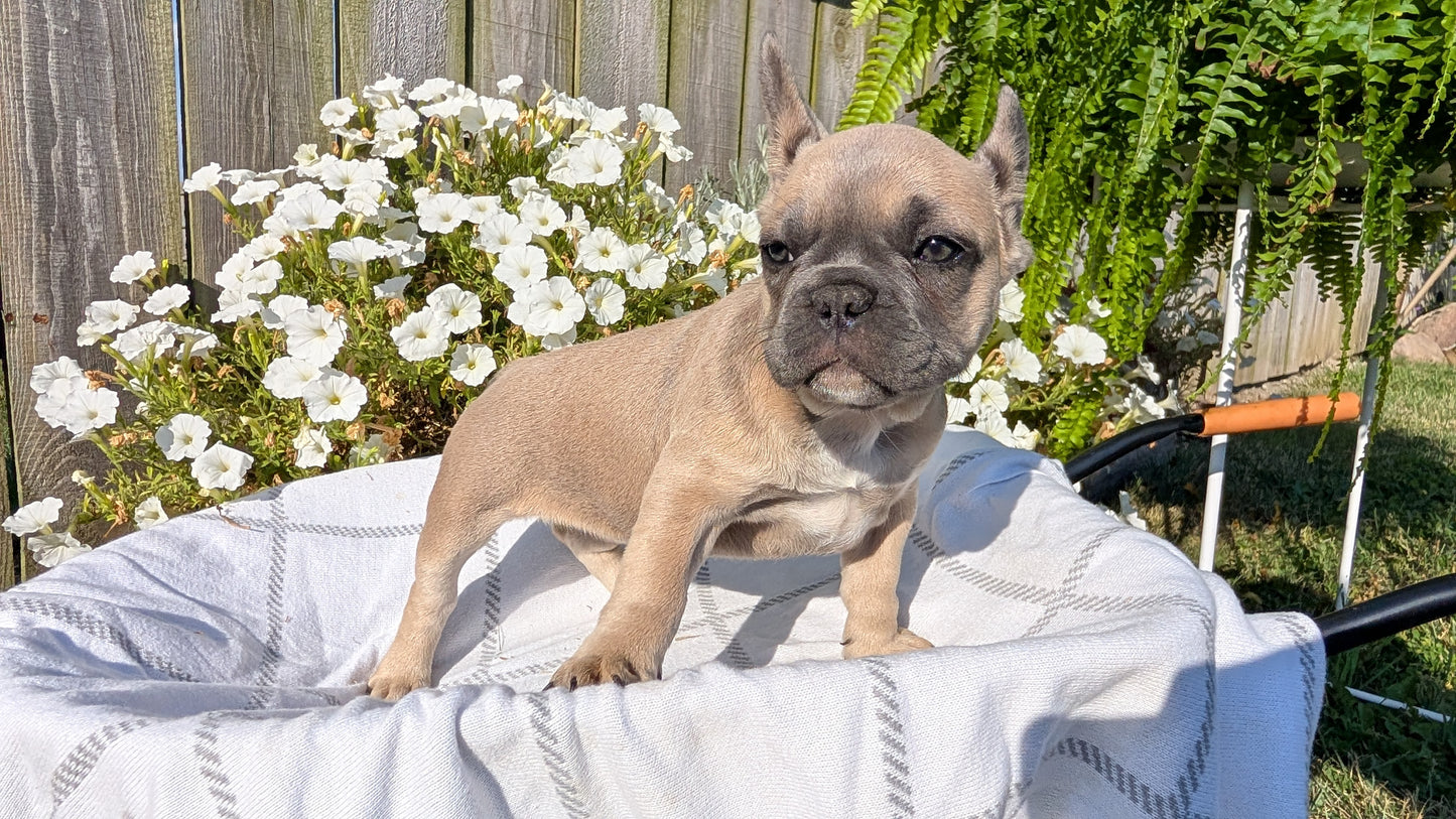 FRENCH BULLDOG (07/03) FEMALE