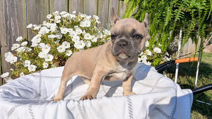 FRENCH BULLDOG (07/03) FEMALE