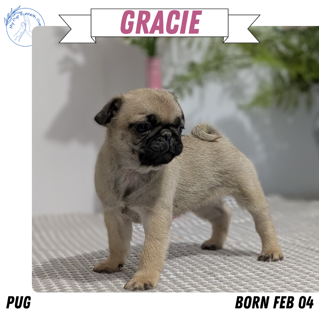 PUG (02/04) FEMALE