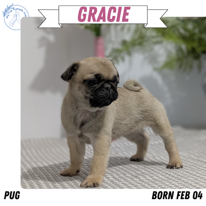 PUG (02/04) FEMALE