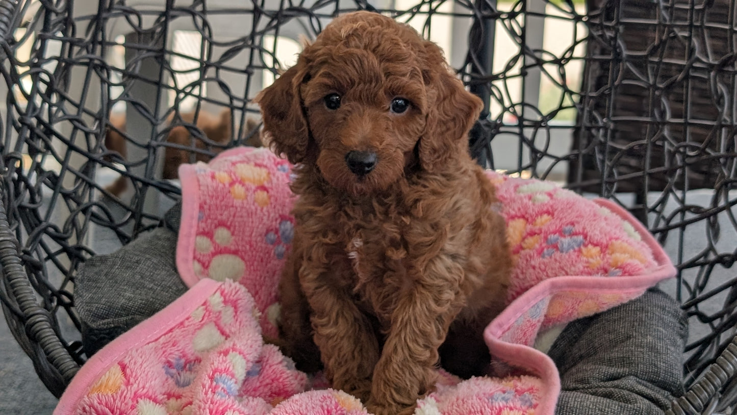 TOY POODLE (JUN 22) MALES