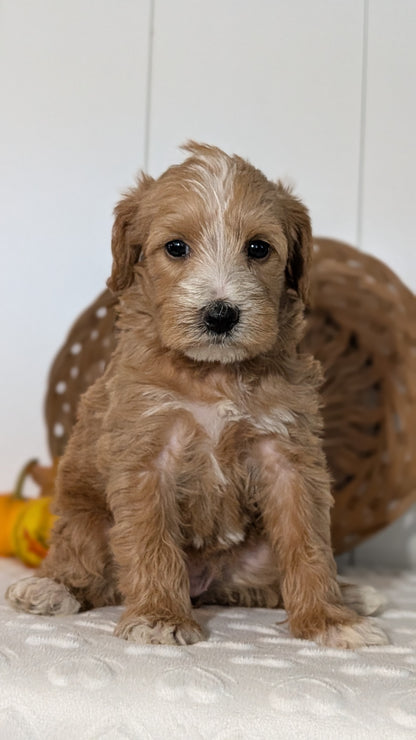 SCHNOODLE (SEP 03) 4 FEMALES/3 MALES