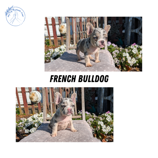 FRENCH BULLDOG (07/29) MALE