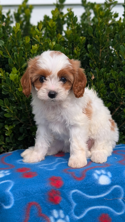 CAVAPOO (MAY 25) FEMALES
