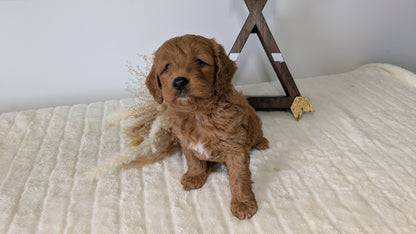 MINI GOLDENDOODLE (03/28) MALE