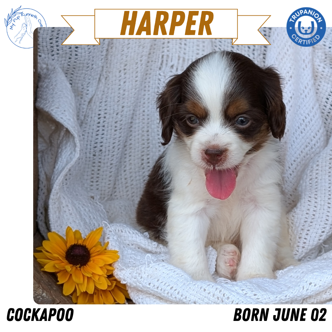 COCKAPOO (06/02) FEMALE