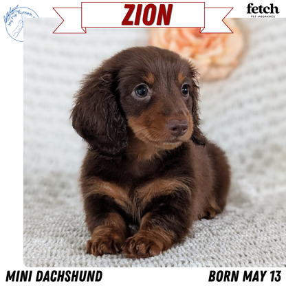 MINI DACHSHUND (MAY 13) MALE