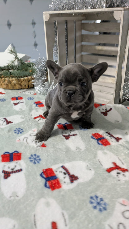 FRENCH BULLDOG (11/07) MALE