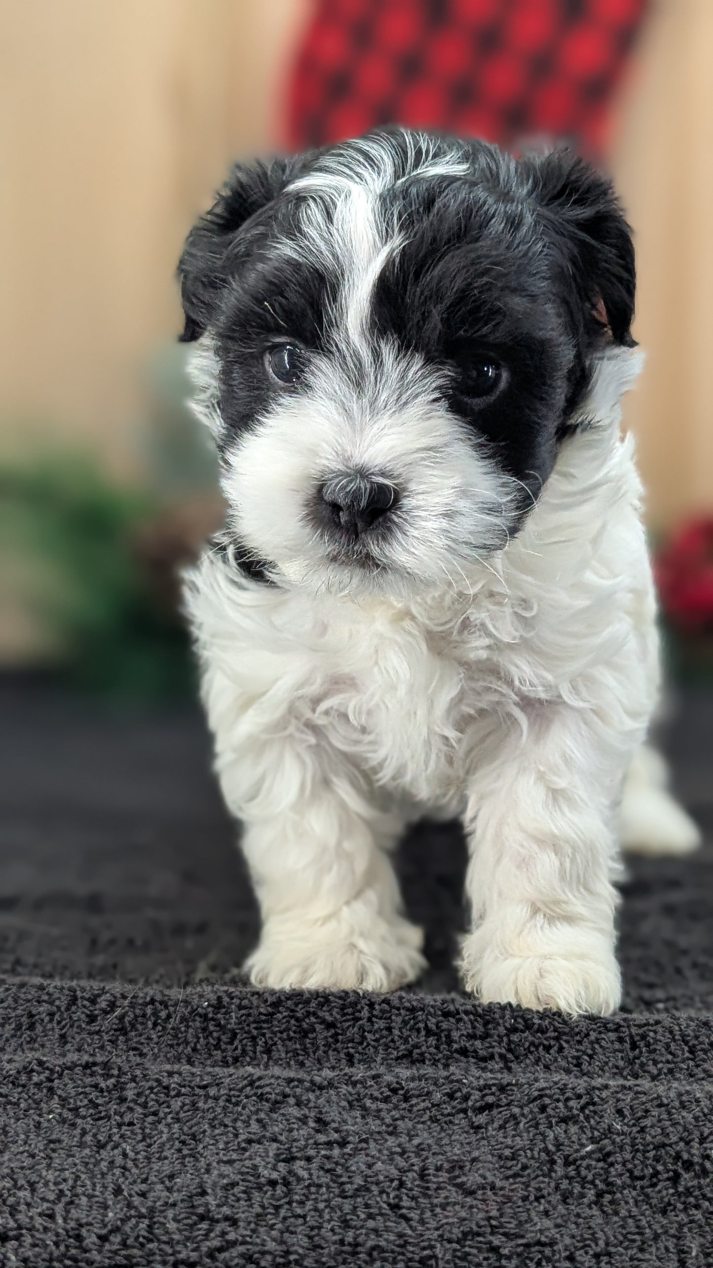 HAVANESE (OCT 25) FEMALE