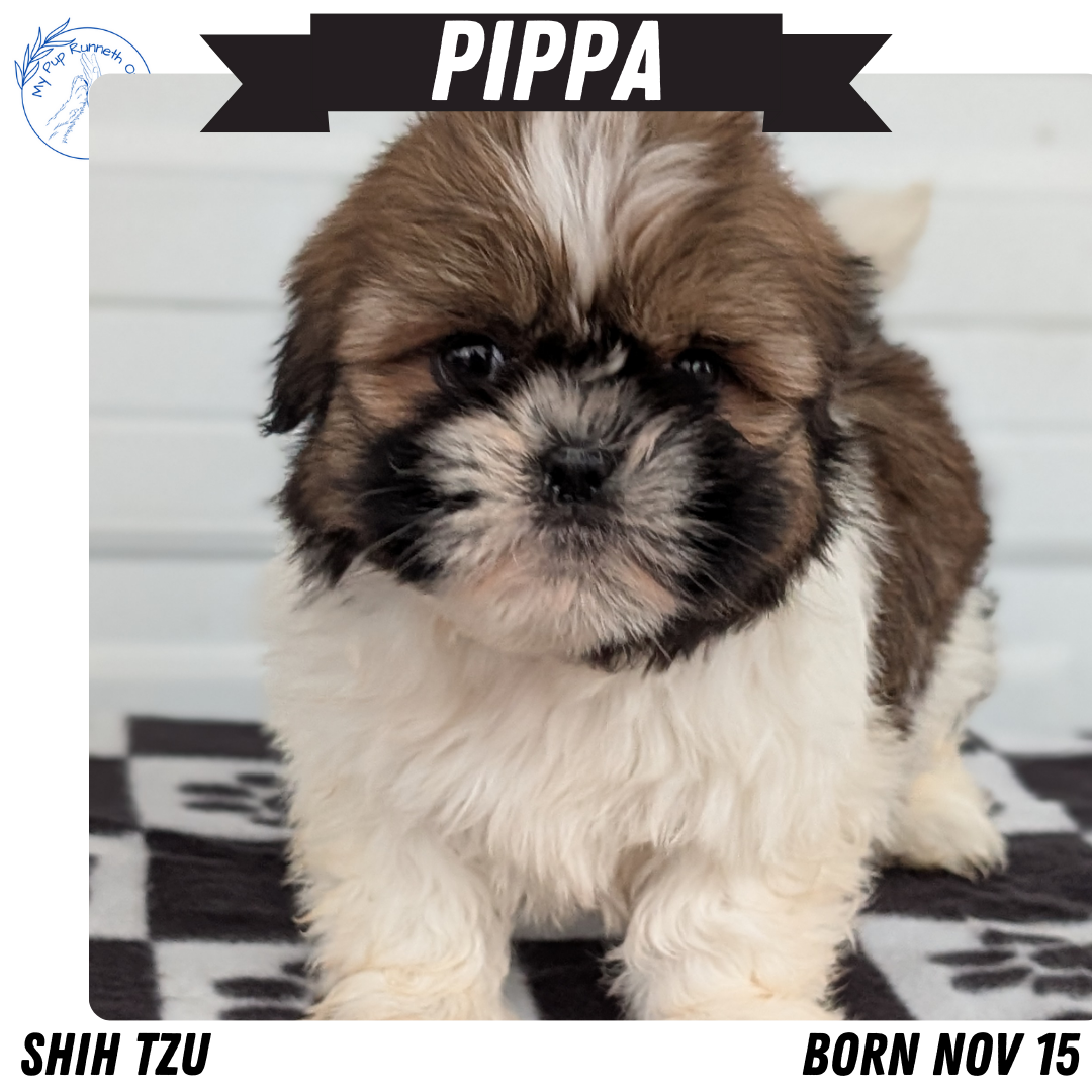 SHIH TZU (NOV 15) FEMALES