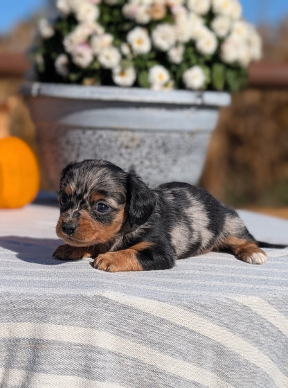 MINI DACHSHUND (09/01) FEMALE