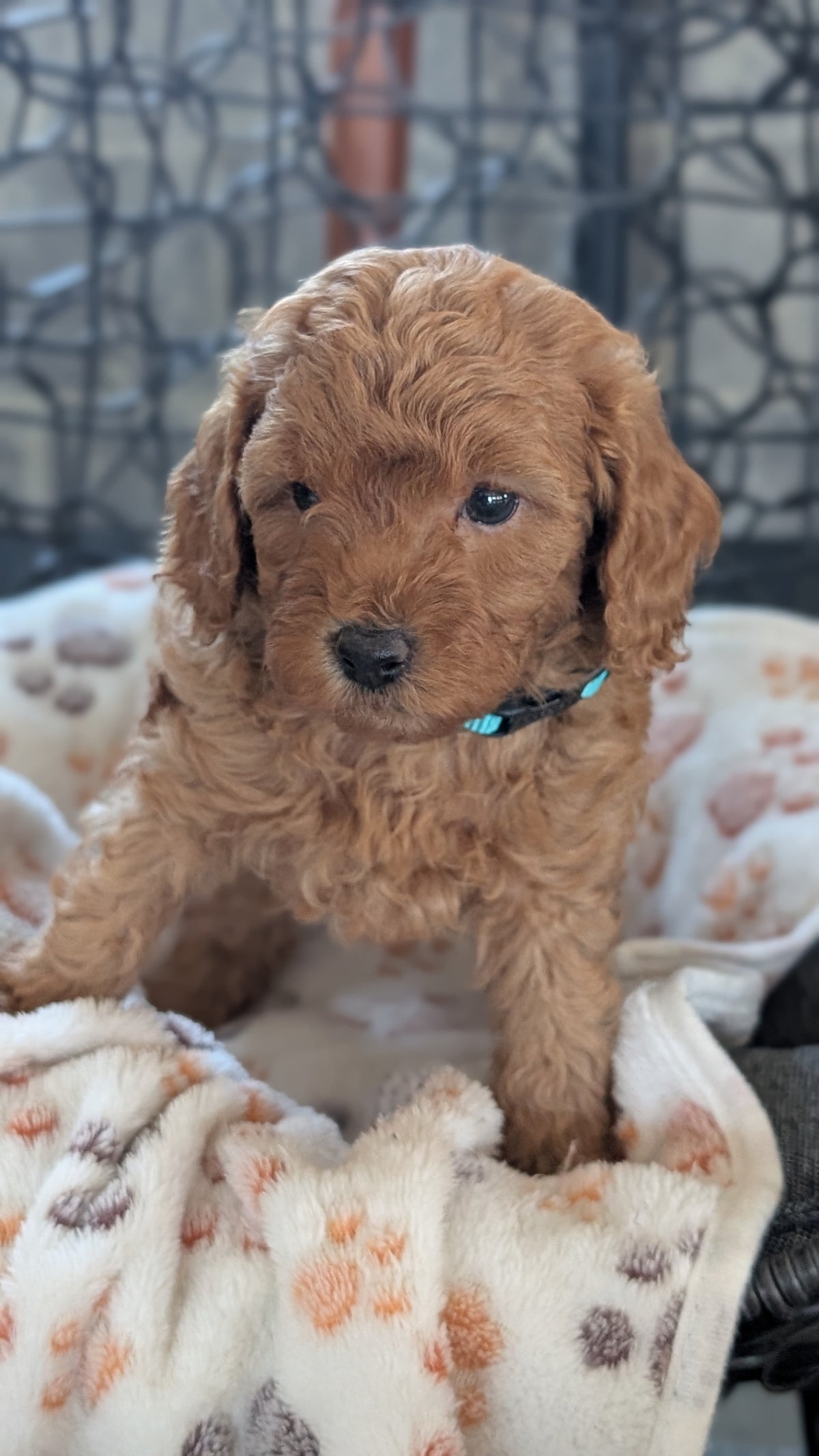 TOY POODLE (SEP 10) 4 MALES/2 FEMALES