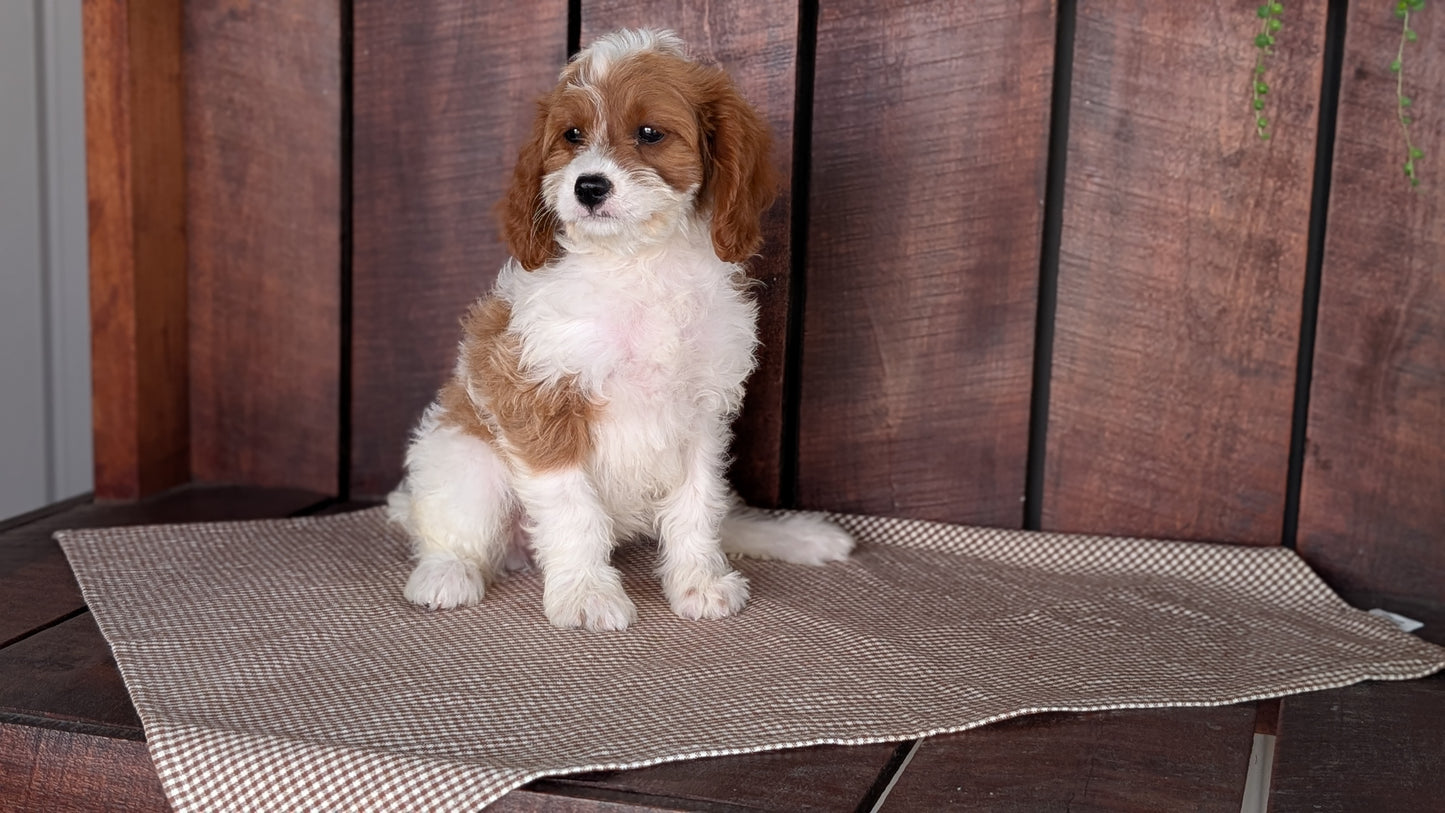 CAVAPOO (MAY 18) FEMALES