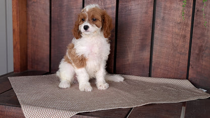 CAVAPOO (MAY 18) FEMALES