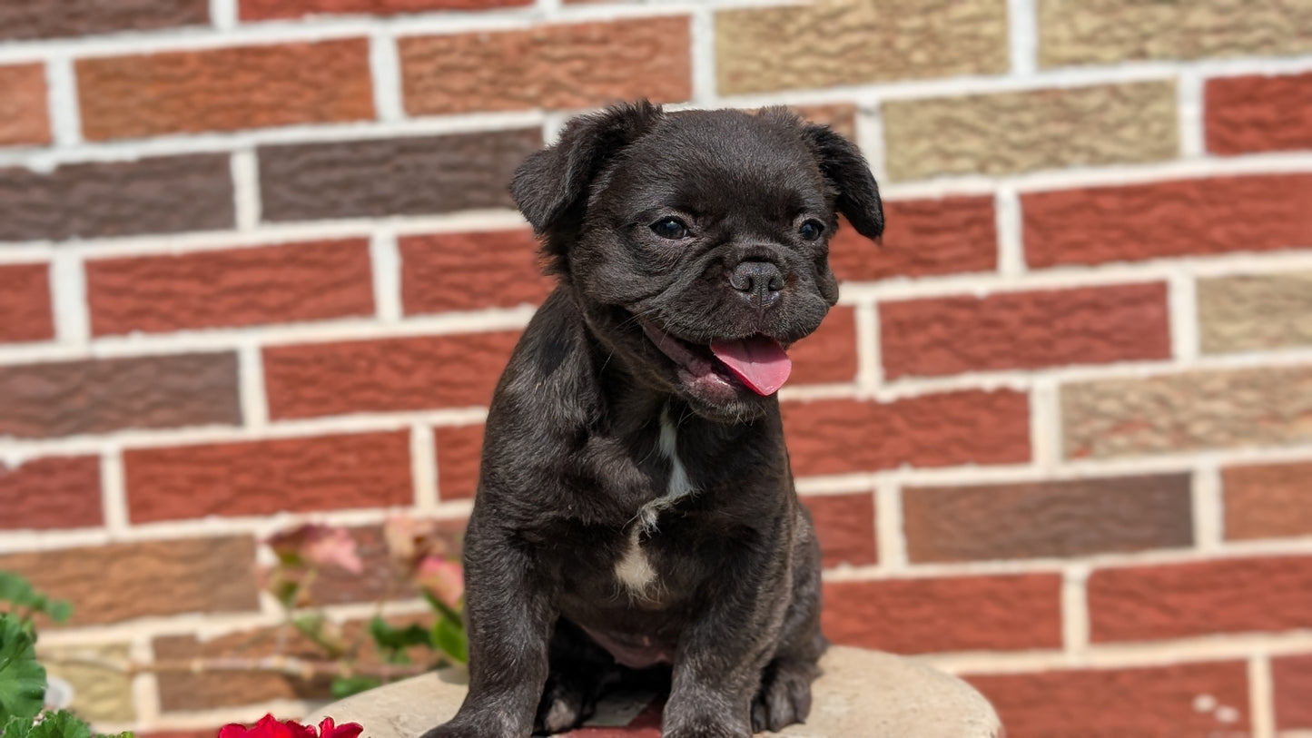 FRENCH BULLDOG (MAR 09) FEMALES
