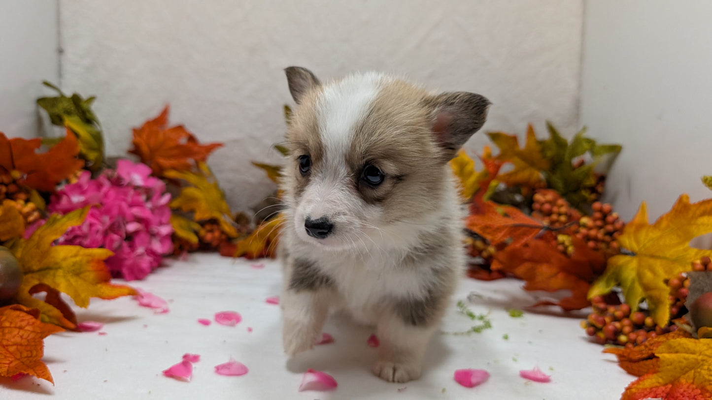 CORGI (09/17) FEMALE