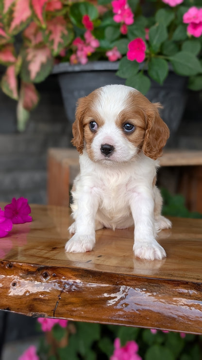 CAVALIER (JUL 18) 3 FEMALES/2 MALES