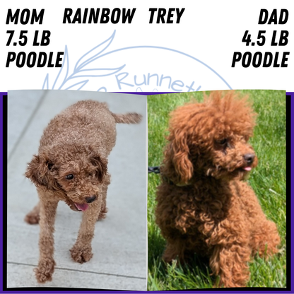 TOY POODLE (JUN 17) MALES