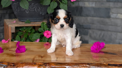 CAVALIER (JUL 29) 3 FEMALES