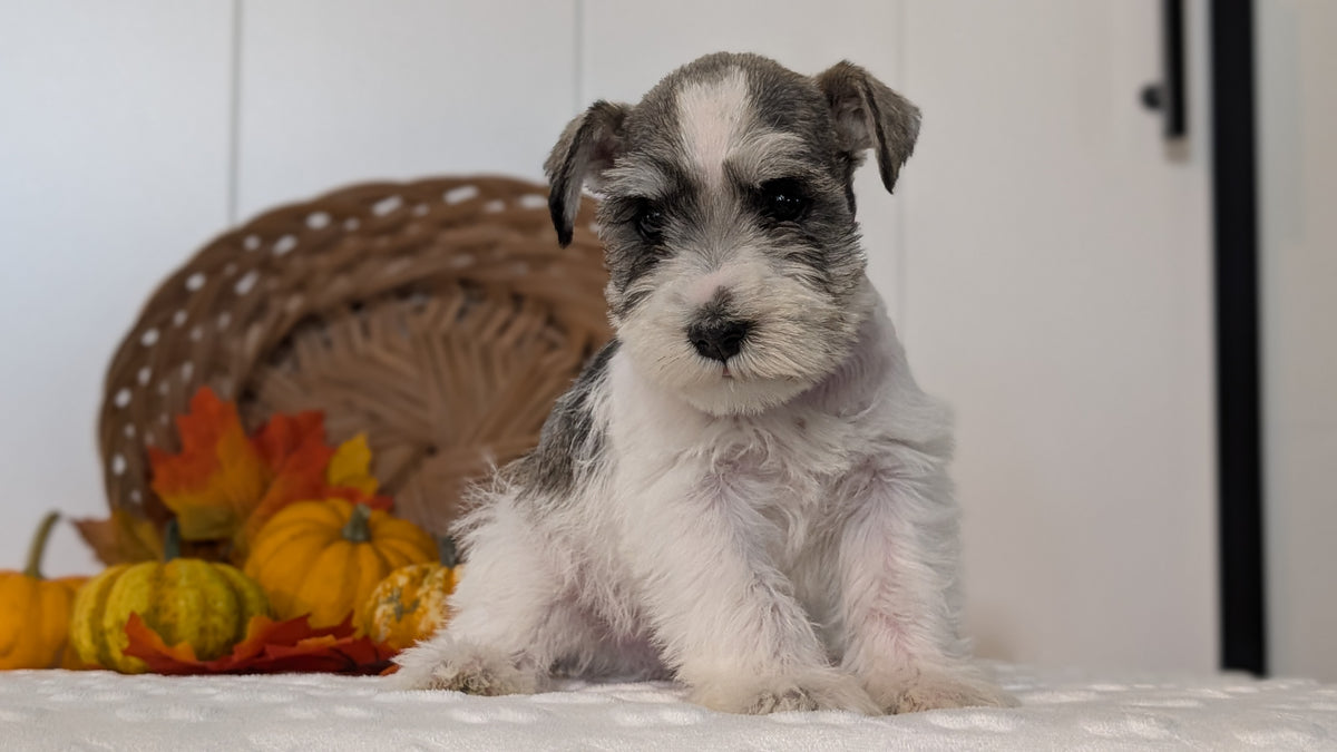 MINI SCHNAUZER (AUG 27) 4 FEMALES/1 MALE
