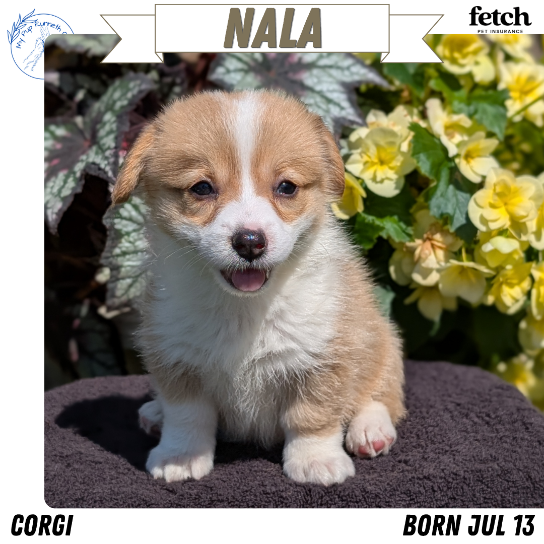 CORGI (JUL 13) 2 FEMALES/3 MALES