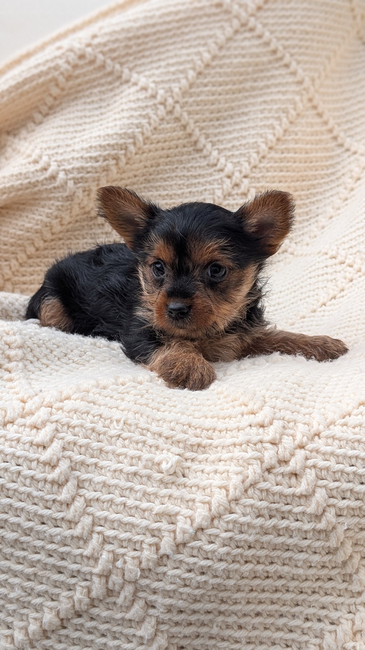 YORKSHIRE TERRIER (MAY 20) FEMALE