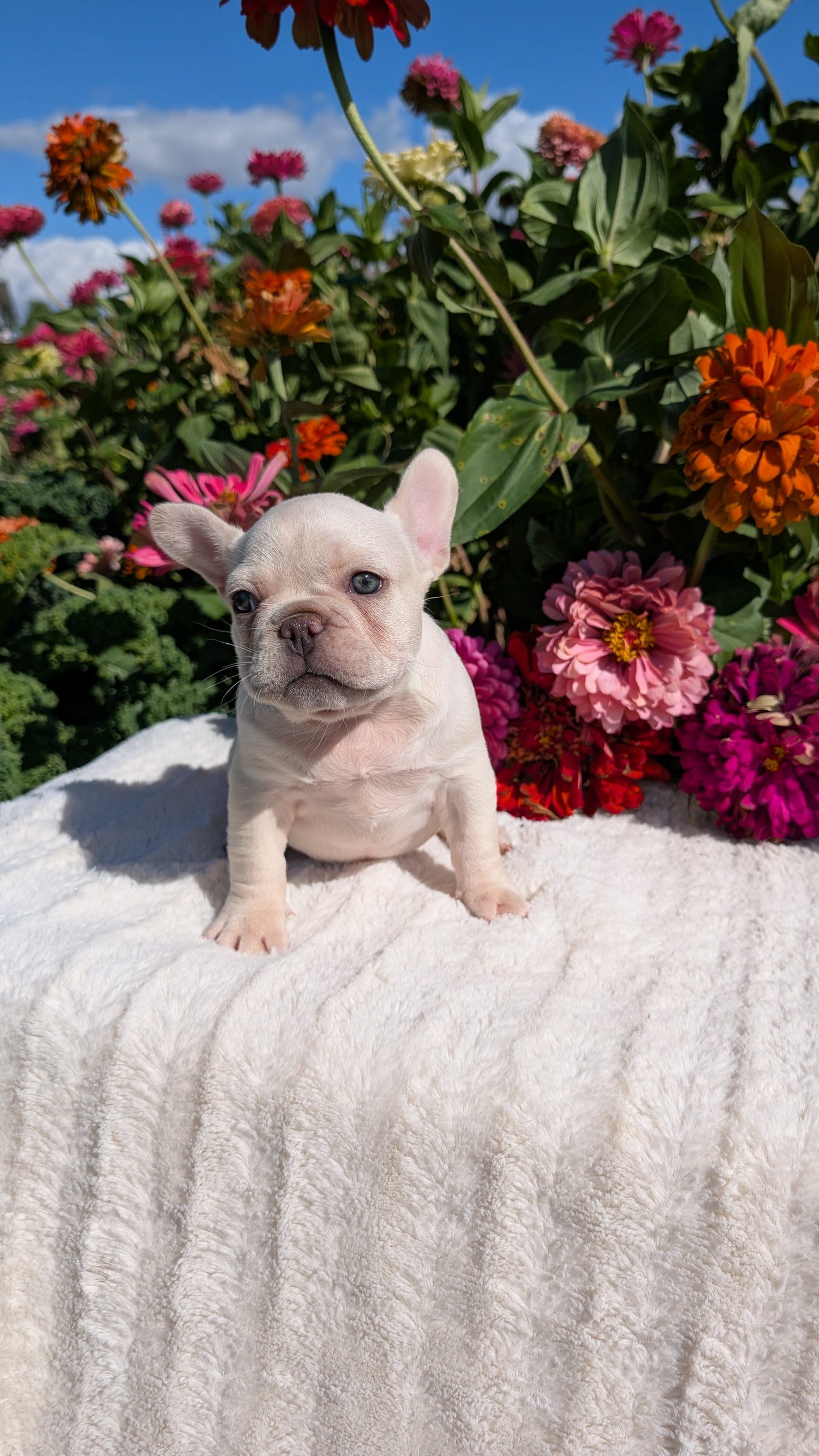 FRENCH BULLDOG (07/08) FEMALE