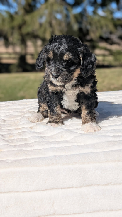 MINI BERNEDOODLE (02/09) MALE