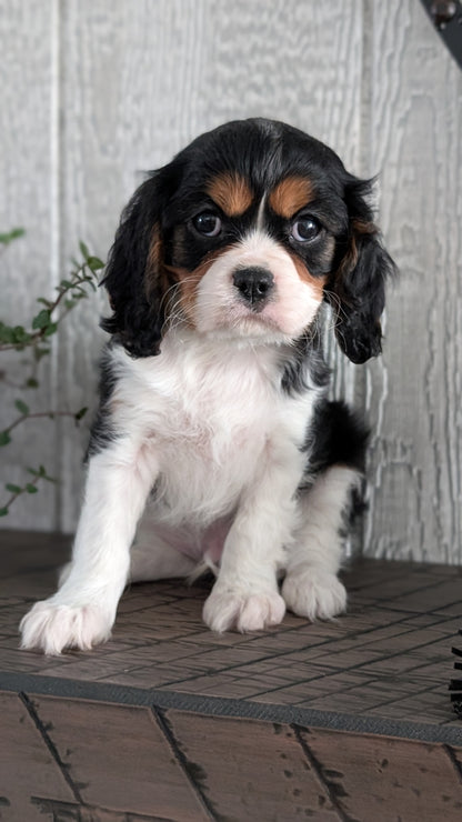 CAVALIER (DEC 03) MALES