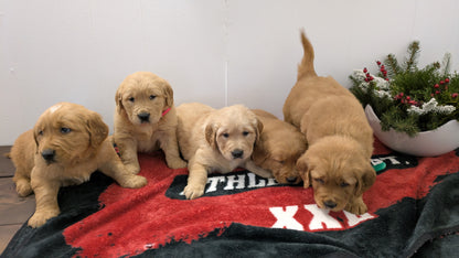 GOLDEN RETRIEVER (11/13) FEMALE