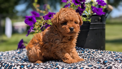 TOY POODLE (JUN 25) MALES
