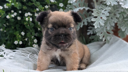 FRENCH BULLDOG (MAY 26) FEMALE