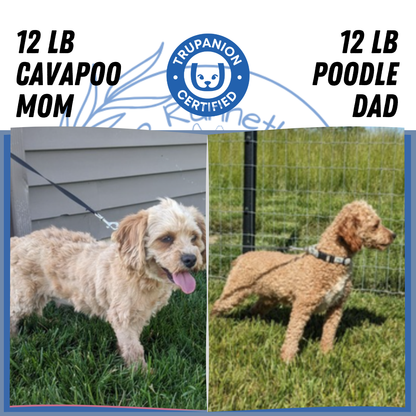 CAVAPOO (07/26) MALE