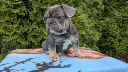 FRENCH BULLDOG (03/04) MALE