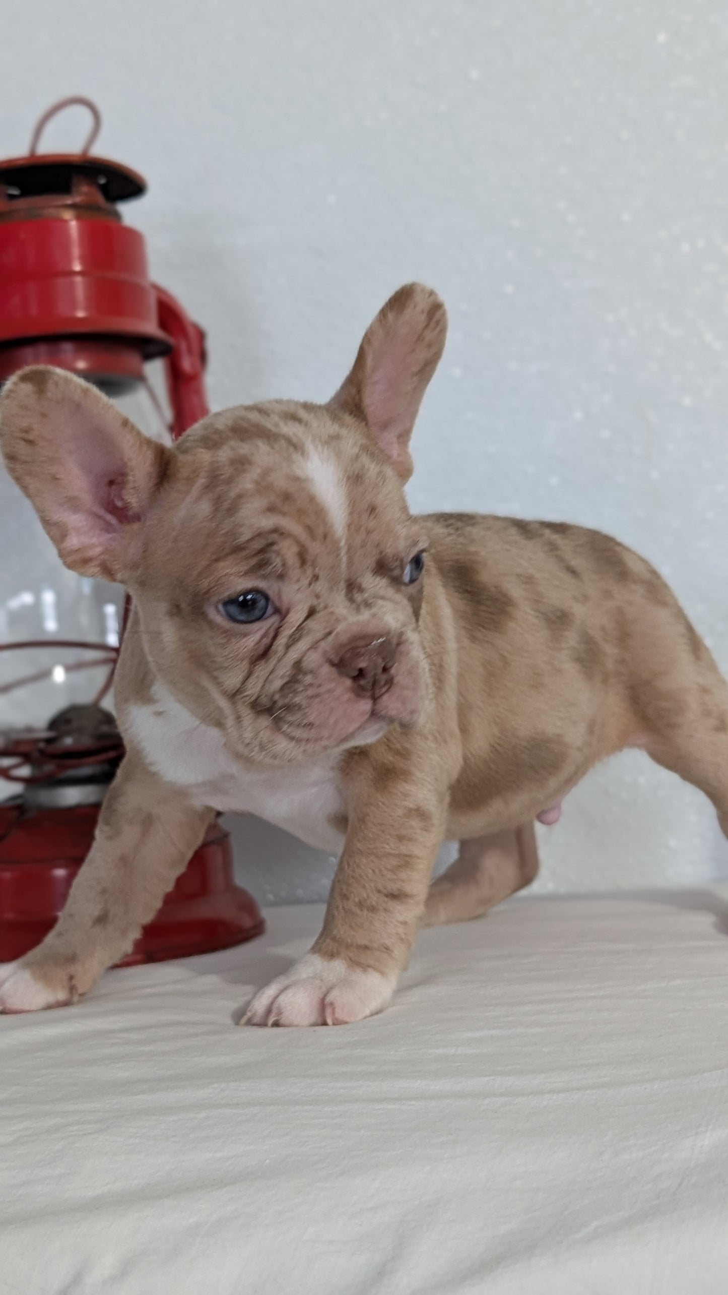 FRENCHTON (NOV 15) MALES
