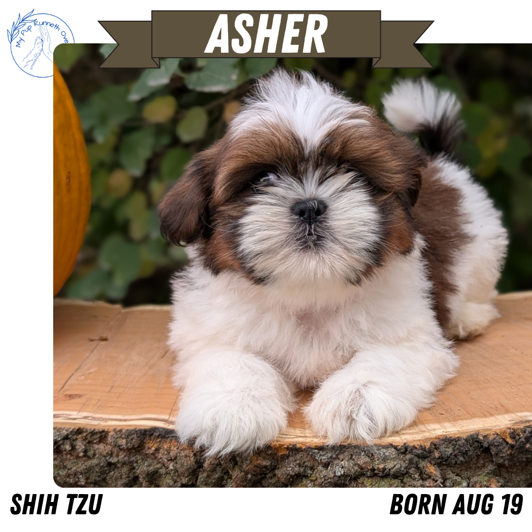 SHIH TZU (08/19) MALE