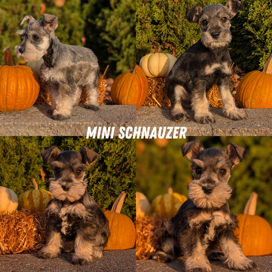 MINI SCHNAUZER (09/11) MALE