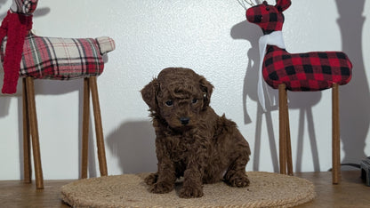 MINI POODLE (NOV 14) MALES
