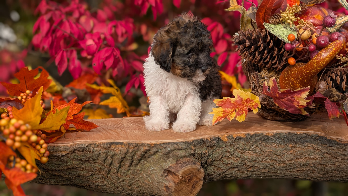 TOY POODLE (09/10) MALE