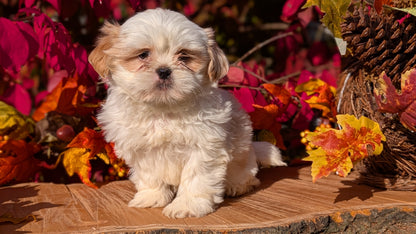 SHIH TZU (09/03) FEMALE