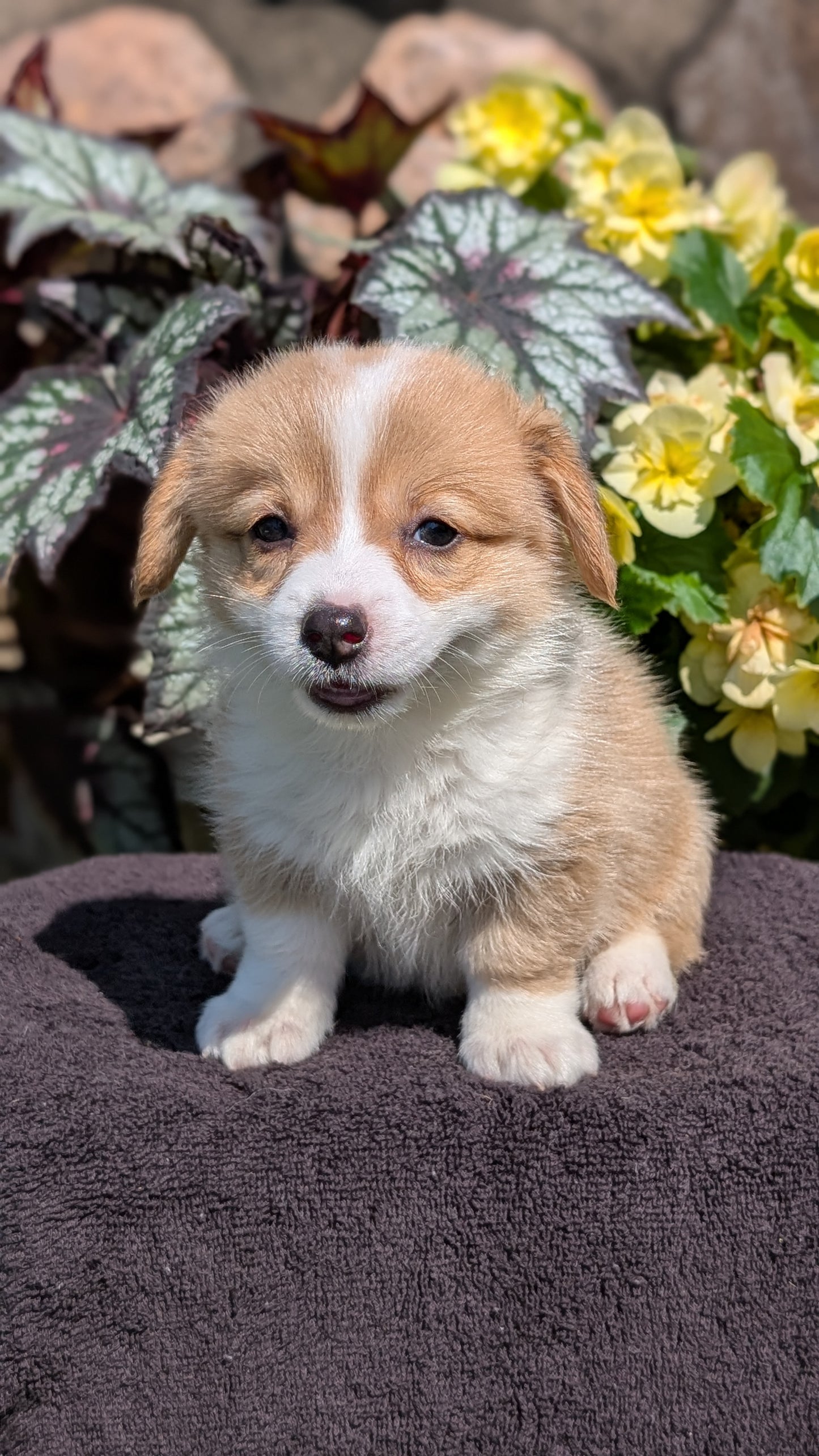 CORGI (JUL 13) 2 FEMALES/3 MALES